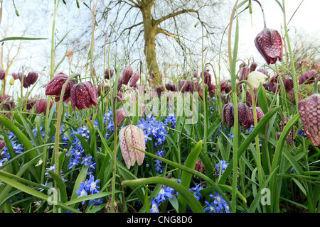 Mix of Snake's Head Fritillary (Fritillaria meleagris) and Chionodoxa. Stock Photo