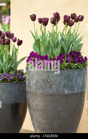 purple pansies and tulips in large pots. Holland, Lisse, Keukenhof Stock Photo