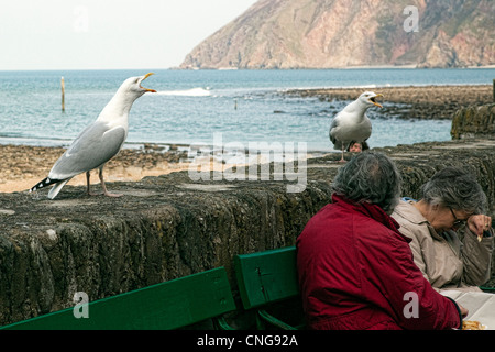 Herring Gulls intimidating two fish and chip eating female tourists at Lynmouth in North Devon. Stock Photo