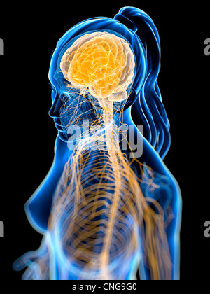 Human brain, computer artwork. The front of the brain is at bottom ...