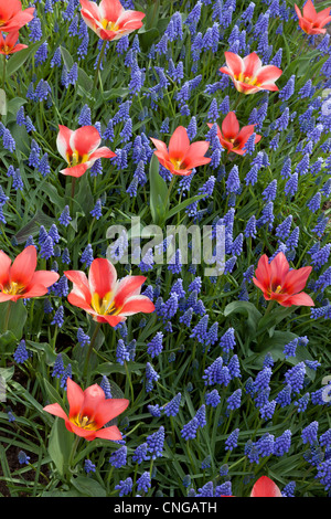 Flowerbed with Muscari armeniacum and tulips greigii 'Toronto' and 'Pinochio'. Stock Photo