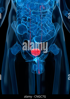 Healthy prostate gland  artwork Stock Photo