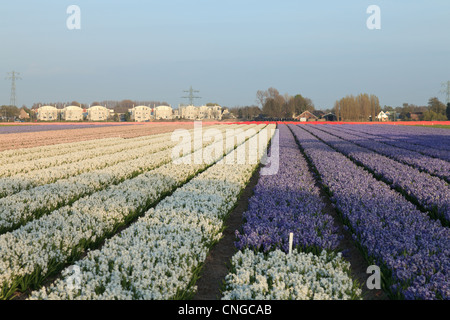 Holland, 'Dune and Bulb Region' in April, here, field of hyacinths. Stock Photo