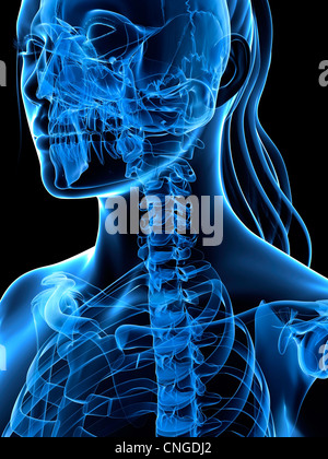 Neck bones  artwork Stock Photo