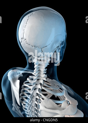 Upper body bones  artwork Stock Photo
