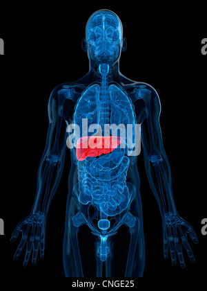 X-ray view of human skeleton with liver Stock Photo, Royalty Free Image ...