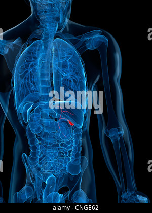 Healthy gallbladder  artwork Stock Photo