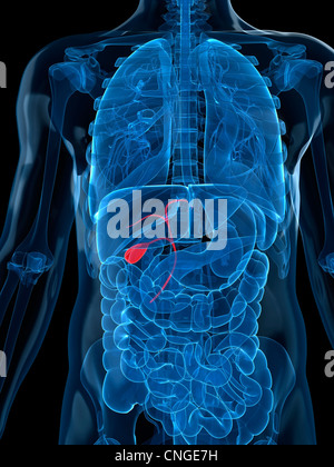 Healthy gallbladder  artwork Stock Photo