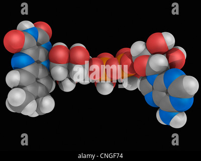 Flavin adenine dinucleotide (FAD) molecule Stock Photo