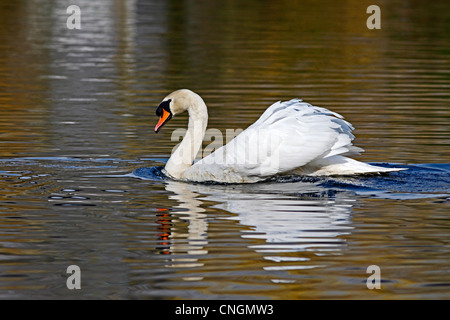 Mute swan Cygnus Olor cob Milton Cambridgeshire see also FY0BR8 Stock Photo