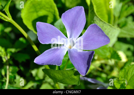 Periwinkle Flower (Vinca sp) in bloom in a garden at spring. Stock Photo