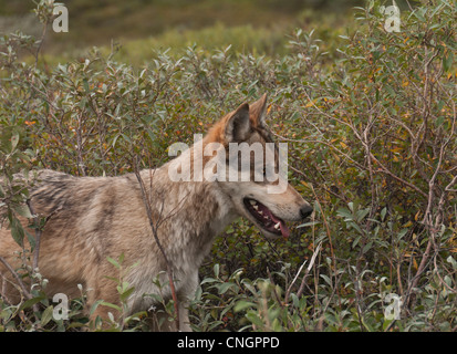 Gray Wolf (Canis lupus) hunts through the dwarf willow in Denali National Park, Alaska Stock Photo