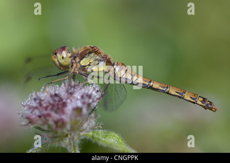 Female Ruddy Darter dragonfly, Sympetrum sanguineum, perching on flower, UK.