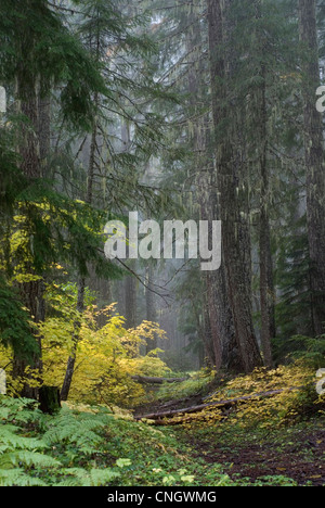 Path through the forest of pines and autumn yellow vine maples on a foggy morning. Stock Photo