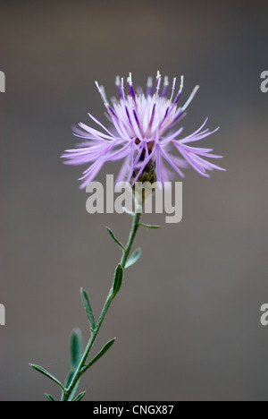 Close-up shot with shallow depth of field of the bloom of the invasive, noxious weed, Spotted Knapweed. Stock Photo