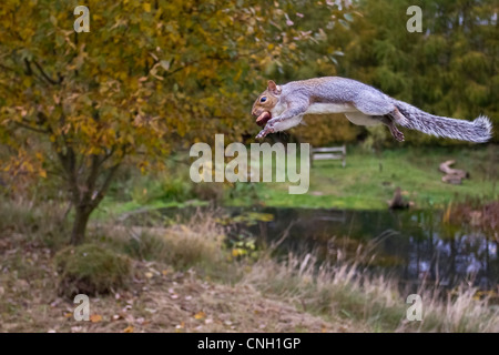 A grey squirrel in flight with a conker in its mouth, Bedfordshire, England, UK Stock Photo