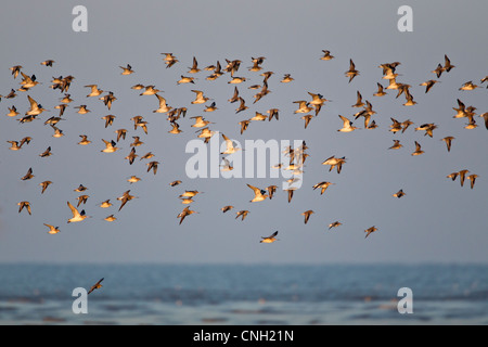 Large flocks of knot and other wading birds fly over the beach at Snettisham in Norfolk Stock Photo