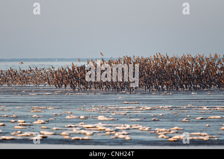 Large flocks of kbluenot and other wading birds fly over the beach at Snettisham in Norfolk Stock Photo