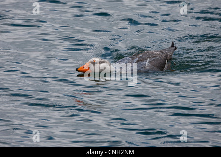 Flightless Steamer-Duck (Tachyeres pteneres), male at Tierra del Fuego National Park, Argentina. Stock Photo