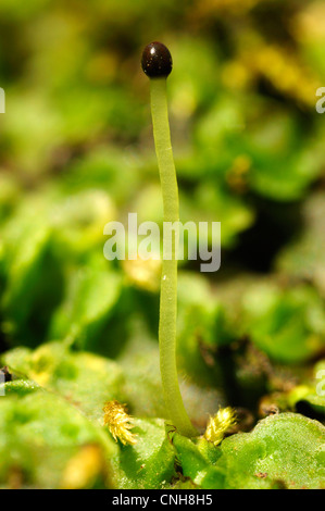 Common Pellia (Pellia epiphylla) Stock Photo