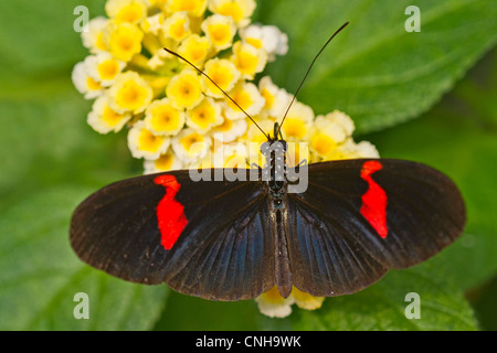 A Red Postman butterfly feeding Stock Photo