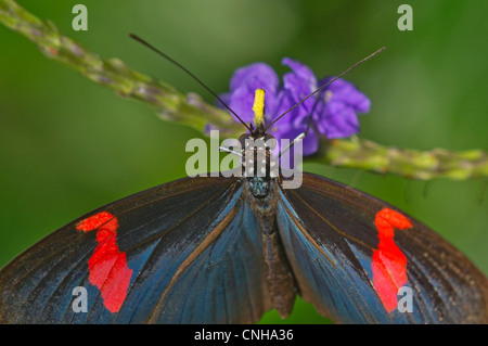 A Red Postman butterfly feeding Stock Photo