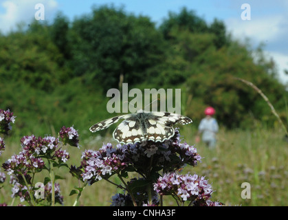 MARBLED WHITE BUTTERFLY AND WILD FLOWERS AT PORTCHESTER, HAMPSHIRE Stock Photo