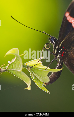 A Red Postman butterfly laying eggs Stock Photo