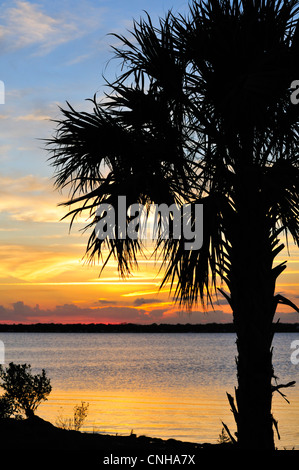 Florida sunset with silhouetted sabal palm in foreground Stock Photo