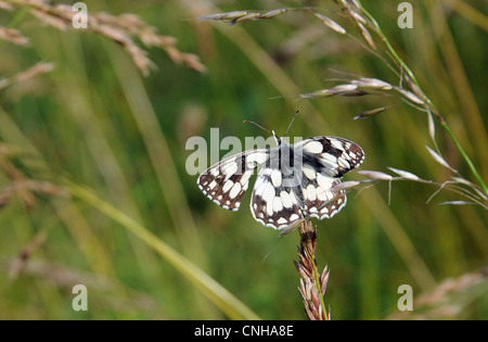 MARBLED WHITE BUTTERFLY AND WILD FLOWERS AT PORTCHESTER, HAMPSHIRE Stock Photo