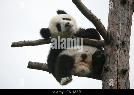 Fu Long the Giant panda cub enjoys in his enclosure at Schonbrunn Zoo in Vienna, Austria. Stock Photo