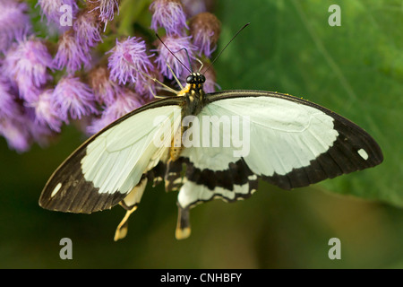 A Swallowtail butterfly feeding Stock Photo