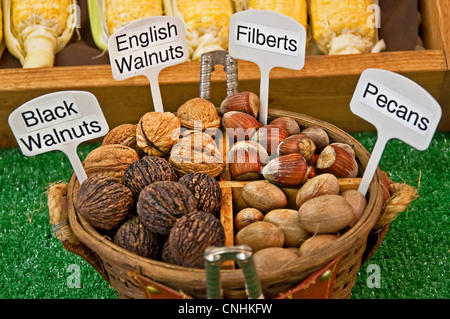 This is a basket quartered with nuts and a couple of nutcrackers. English walnuts, black walnuts, pecans and filberts fill this Stock Photo