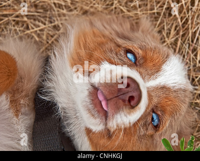This cute blue eyed Australian Shepherd puppy is lying in it's back with his face looking into camera and tongue sticking out.