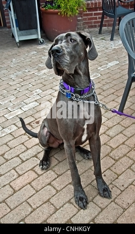 blue gray colored Great Dane dog is sitting down in a courtyard setting wearing a large collar and leash. Stock Photo
