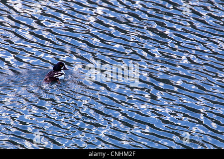 A male Barrow's goldeneye swimming in a pond near the Yellowstone River, Yellowstone National Park, Wyoming, June 2011. Stock Photo