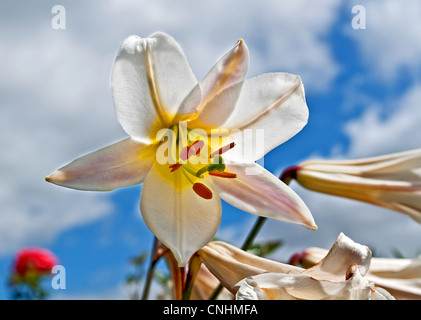 White lily flower is backlit against a blue sky with white puffy clouds and some blurred red flowers in the background. Stock Photo