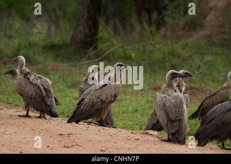 White-Backed Vultures (Gyps africanus) on the road in Lake Mburo National Park, Uganda Stock Photo