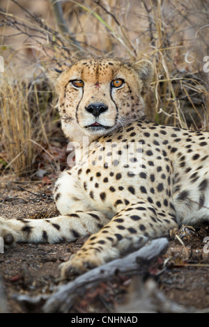 A cheetah lying down, looking at camera Stock Photo