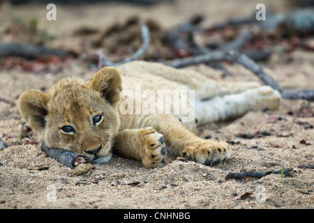 A lone lion cub lying in the dirt, looking at camera Stock Photo