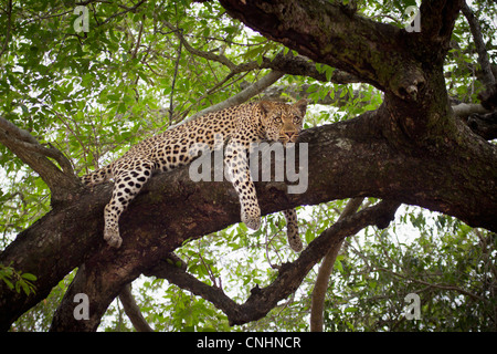 A leopard lying on a tree branch, looking away Stock Photo