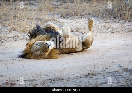 A playful male lion lying on his back Stock Photo