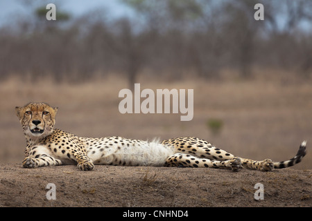 A cheetah lying down, looking at camera Stock Photo