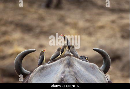 Five Yellow-billed Oxpeckers perching on head of Cape Buffalo Stock Photo