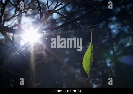 A single leaf growing on a branch Stock Photo