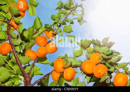 The sun shining on apricots growing on an apricot tree Stock Photo