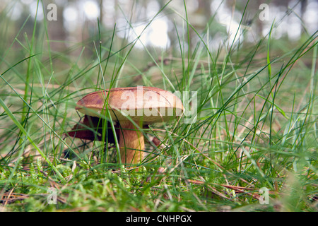 Edible Mushroom, Bay Bolete (Boletus badius) Stock Photo