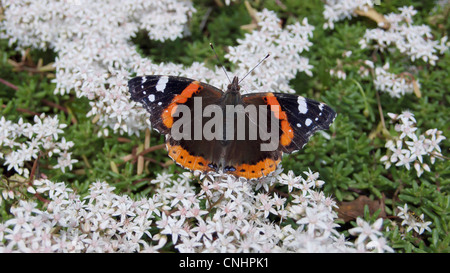 Red Admiral butterfly (Vanessa Atalanta), sits on apple blossom flowers in Springtime Stock Photo