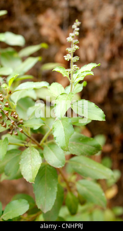 The Tulsi plant Stock Photo