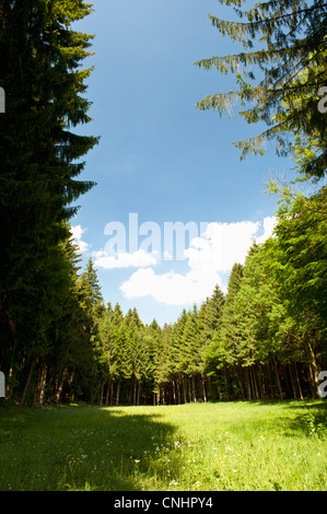 A clearing amongst a forest of pine trees, Wolfratshausen, Germany Stock Photo